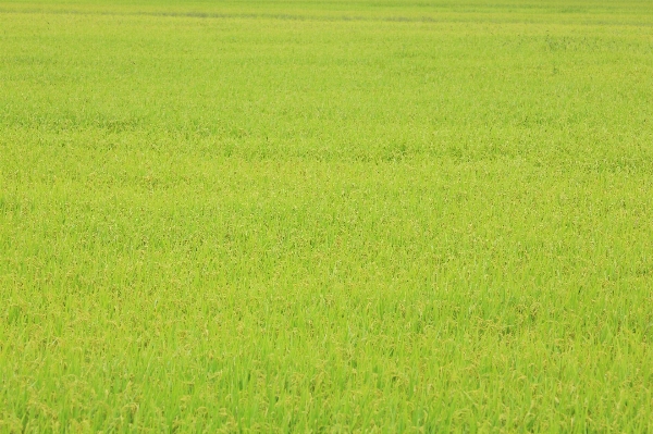 Grass marsh plant field Photo