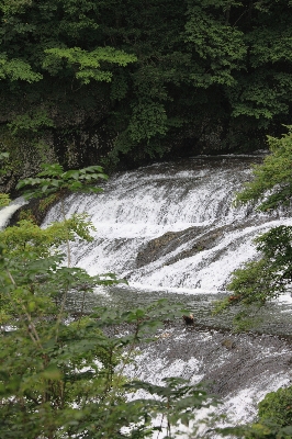 Tree water nature forest Photo