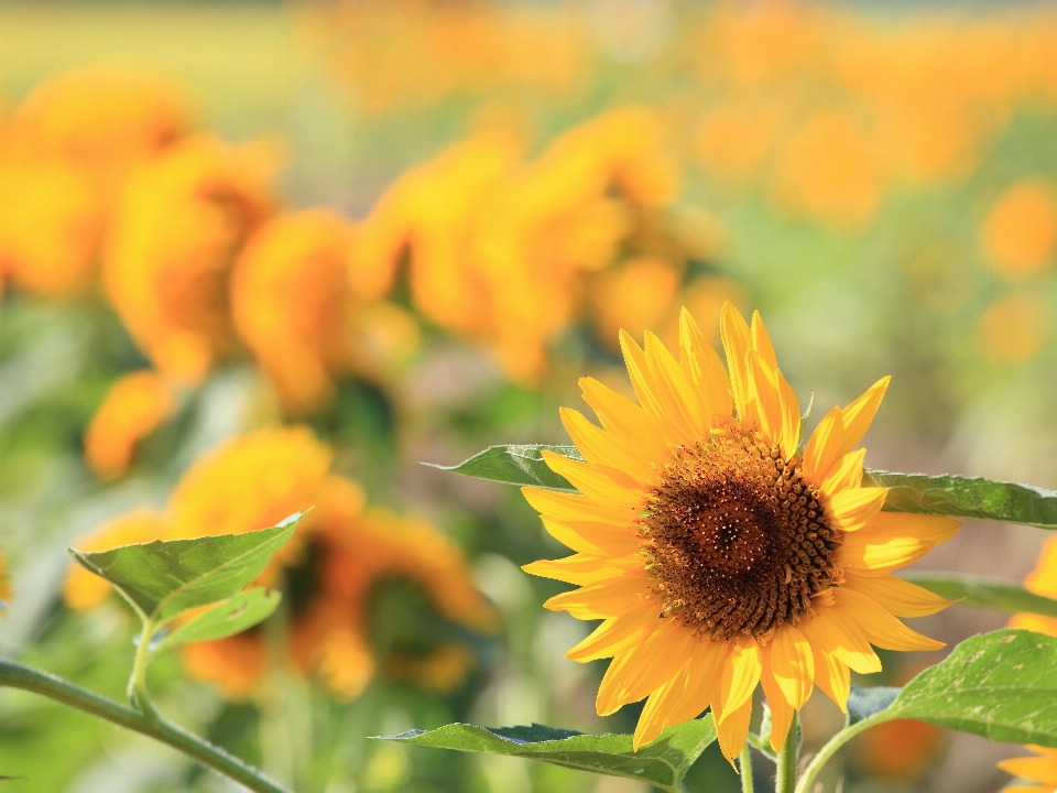 Usine champ prairie
 fleur