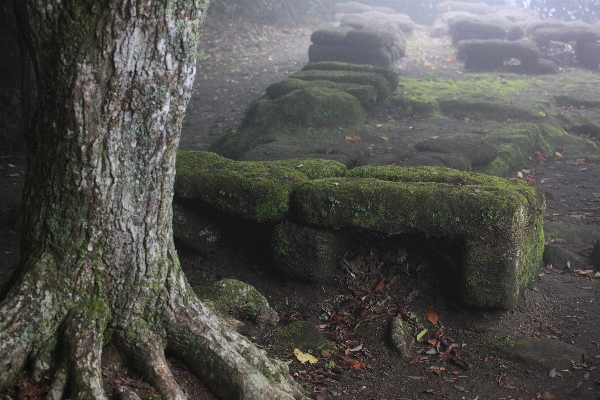 Coast tree forest rock Photo