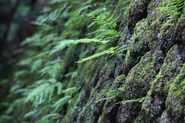 Tree nature forest branch Photo