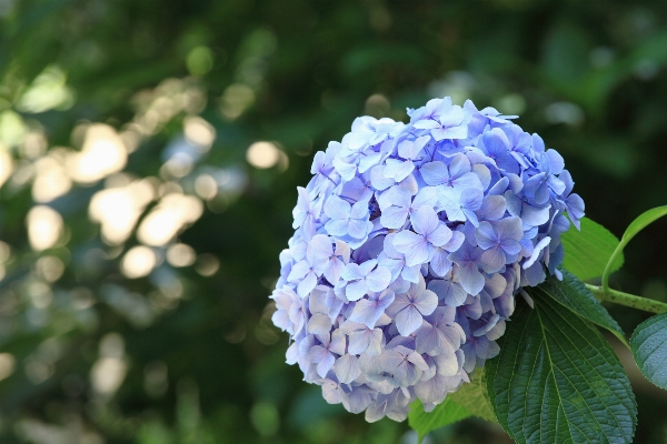 Blossom plant flower petal Photo