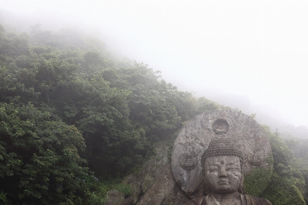 Forest mountain high jungle Photo