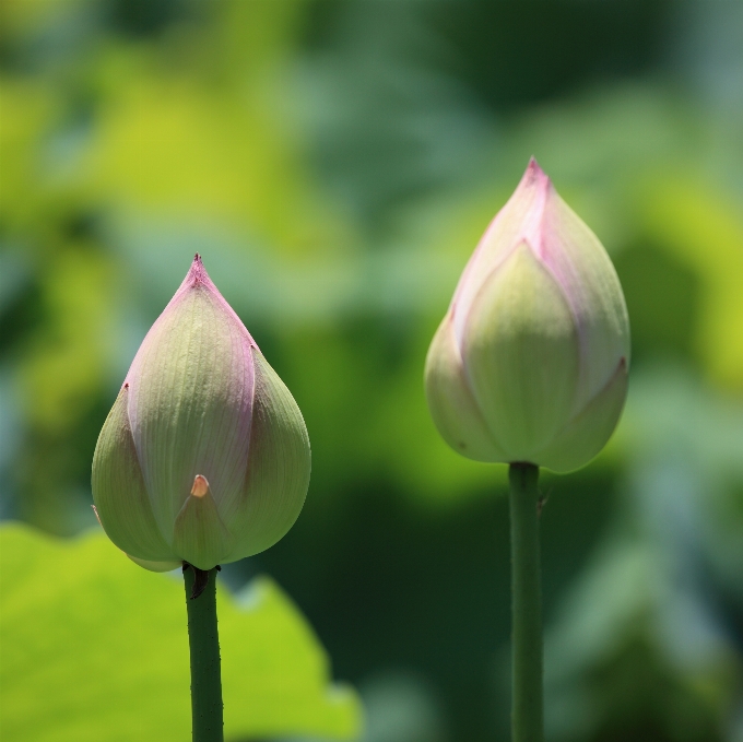 植物 花 花瓣 郁金香