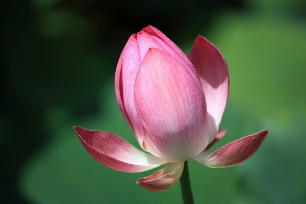 Blossom plant flower petal Photo