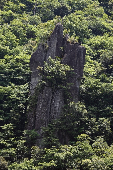 树 自然 森林 rock