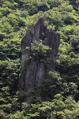 Tree nature forest rock Photo