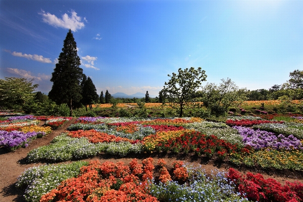 風景 木 自然 草 写真