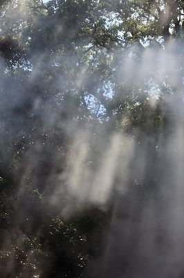 Tree water nature forest Photo