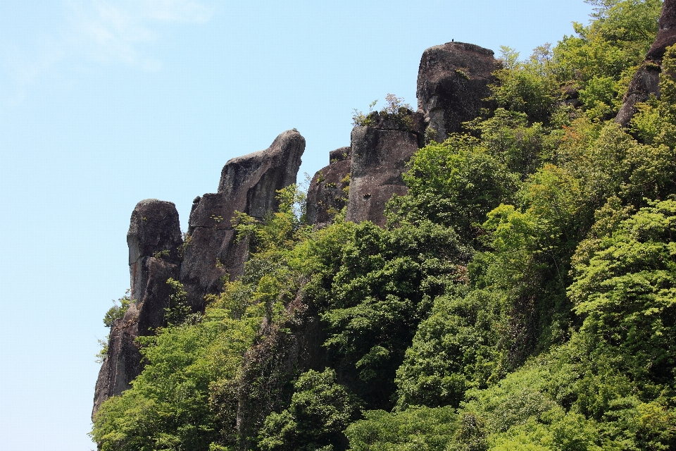 Tree forest rock mountain