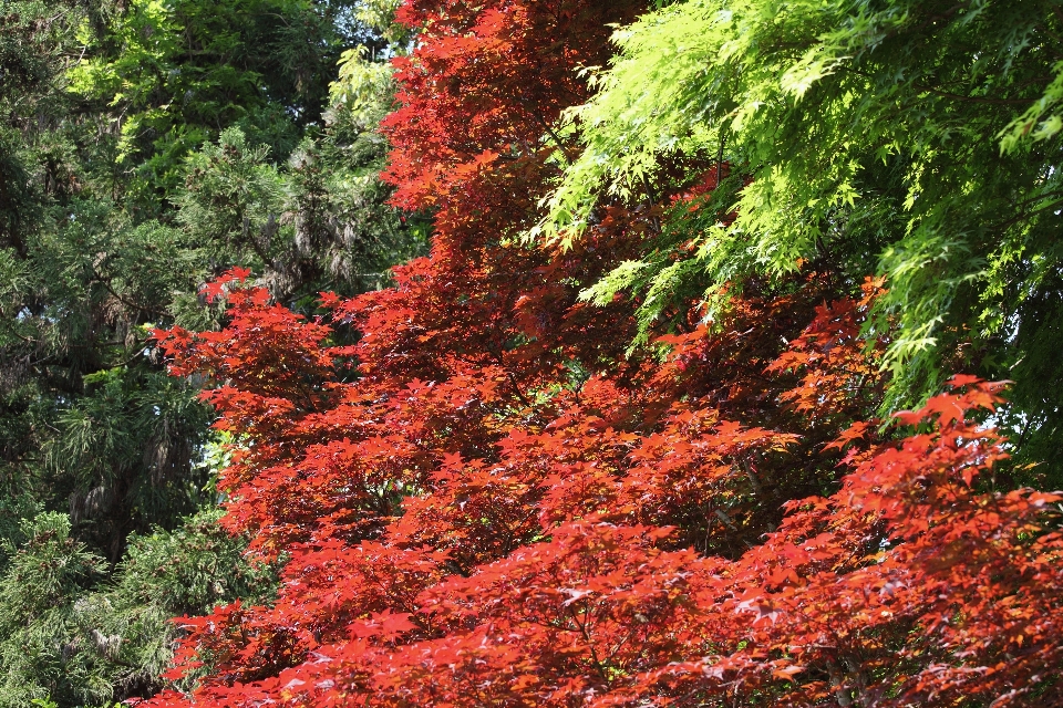 Arbre usine feuille fleur