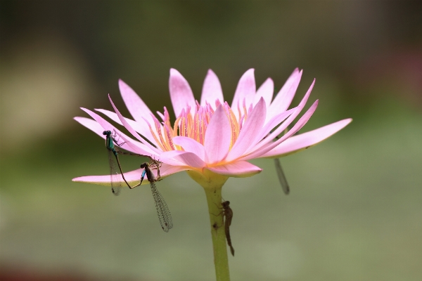 Nature blossom plant photography Photo