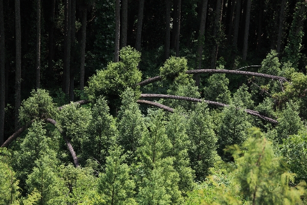 Landscape tree nature forest Photo