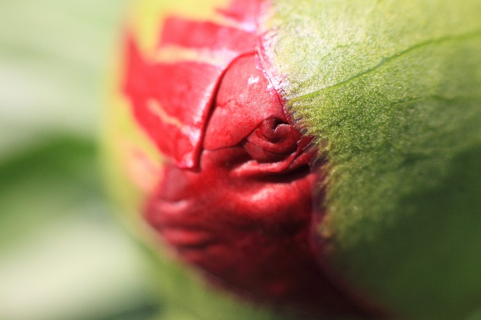 Fleurir usine la photographie fruit