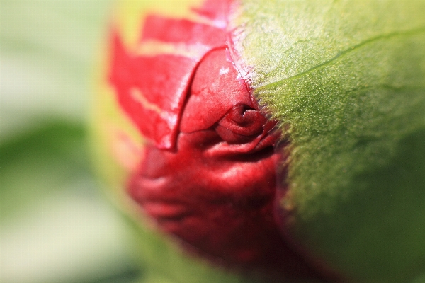 Blossom plant photography fruit Photo