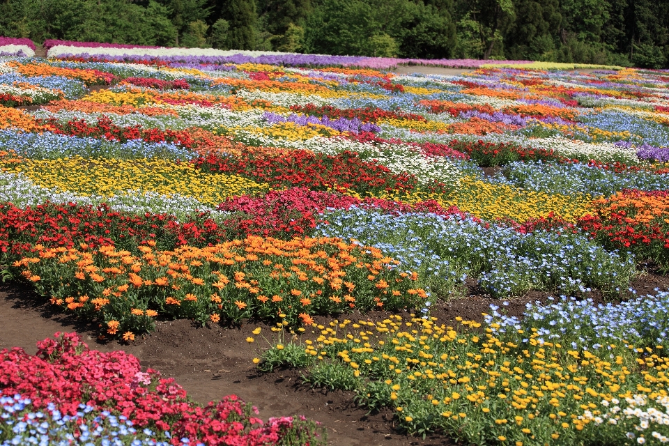 Plant field lawn meadow