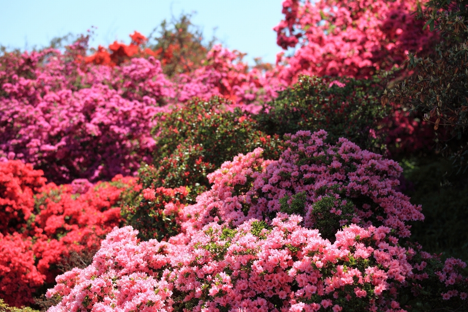 木 花 植物 高い