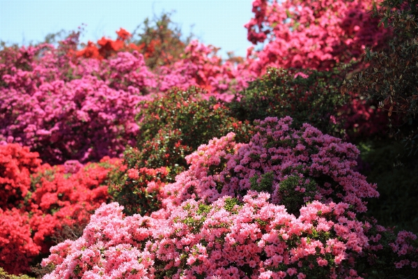 Tree blossom plant flower Photo