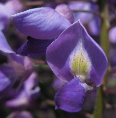 Blossom plant flower purple Photo