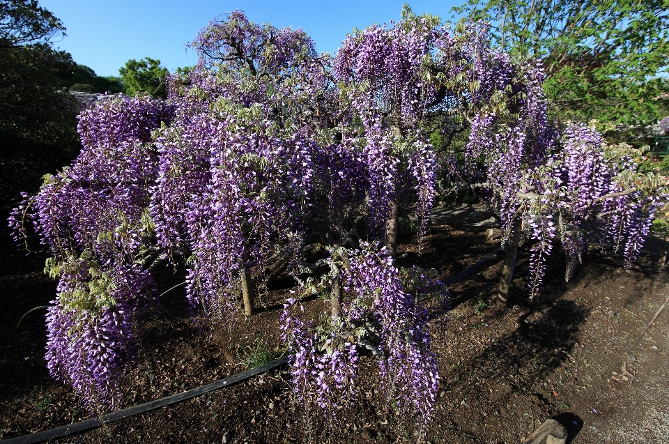 Fiore pianta alto botanica
