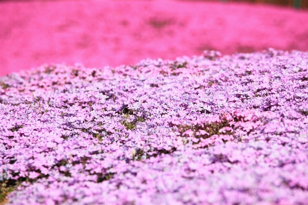 Grass blossom plant lawn Photo