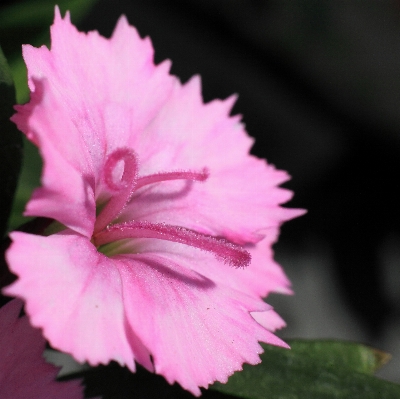 Blossom plant flower petal Photo