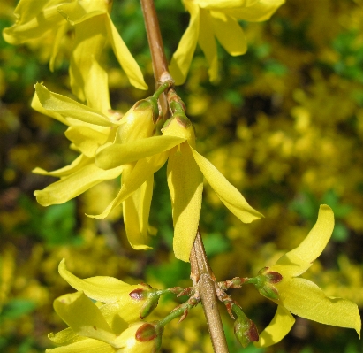 Tree plant flower food Photo