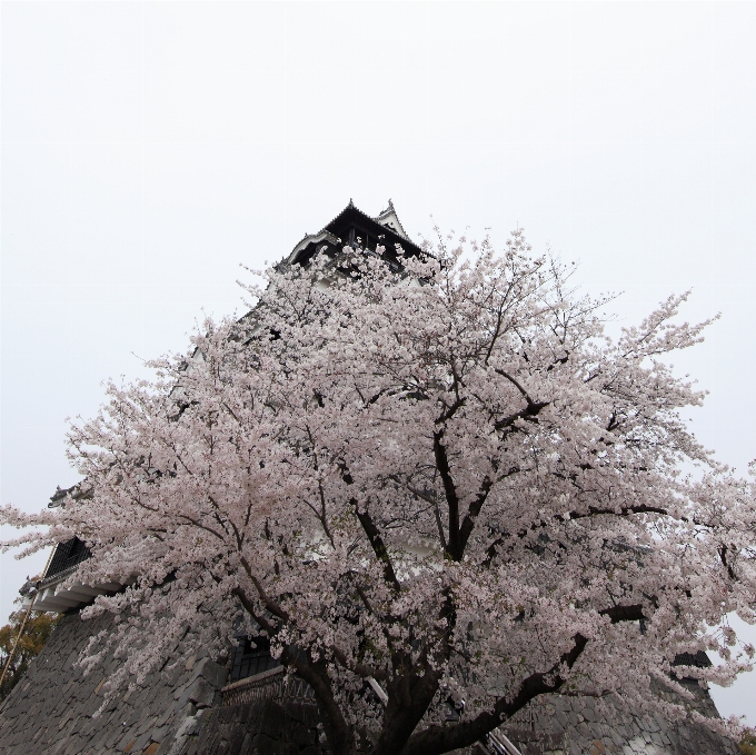 Baum zweig blüte anlage