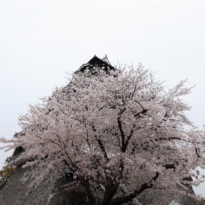 木 ブランチ 花 植物 写真