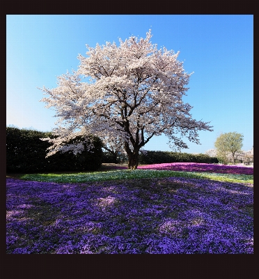 Tree branch blossom plant Photo