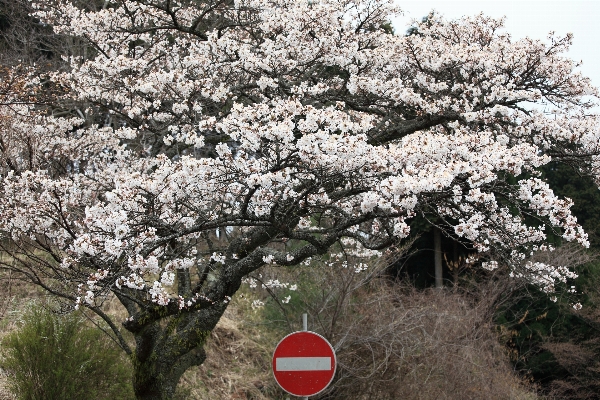 木 ブランチ 花 植物 写真