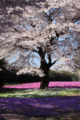 Tree branch blossom plant Photo