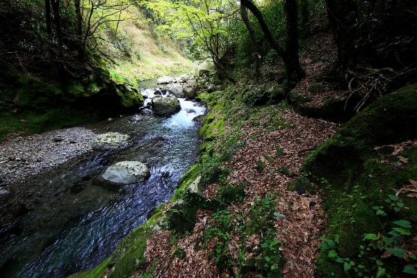 Tree water nature forest Photo