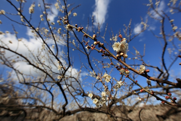 Tree nature branch blossom Photo