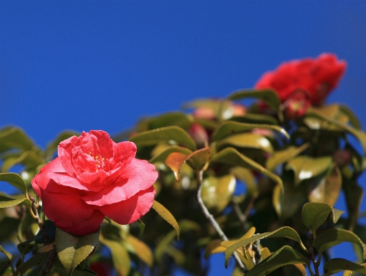 Blossom plant flower petal Photo