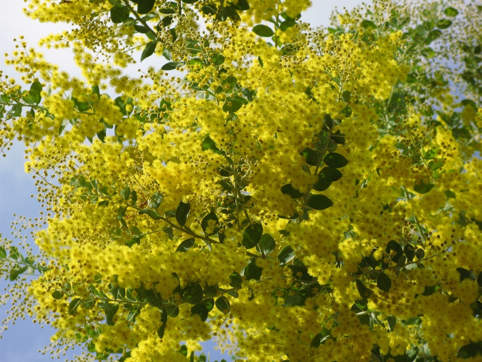 Tree plant flower food