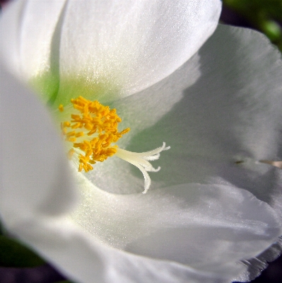 Blossom plant leaf flower Photo