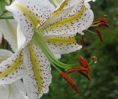 Plant leaf flower petal Photo