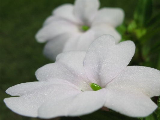 花 植物 白 花弁 写真