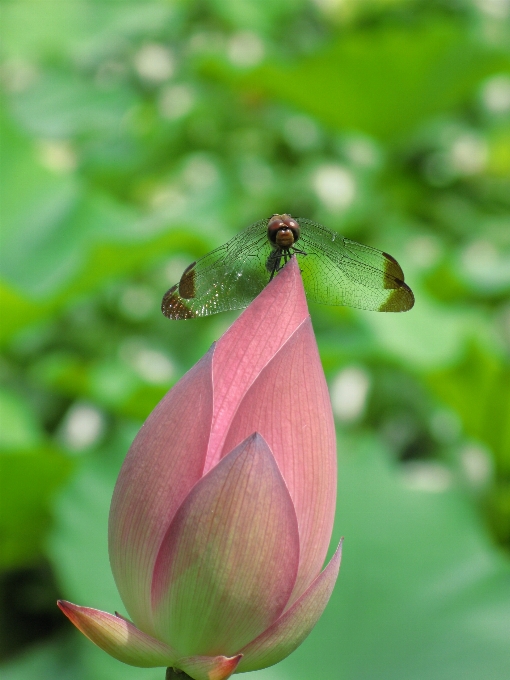 Fleurir usine feuille fleur