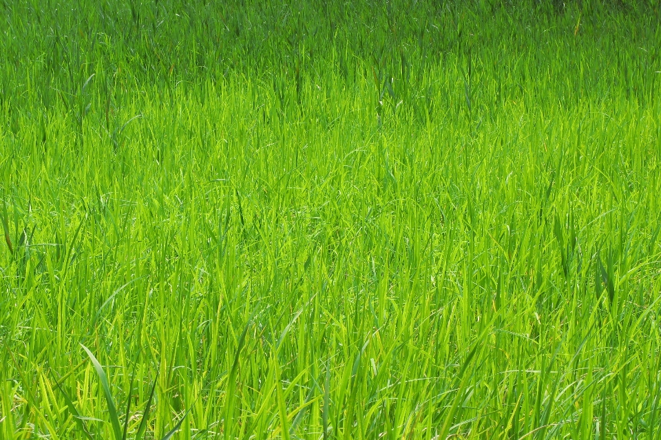 Grass plant field lawn