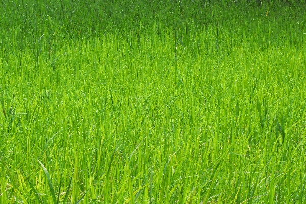 草 植物 分野 芝生 写真