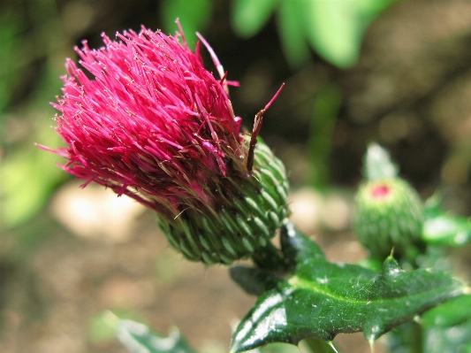 Nature blossom plant leaf Photo