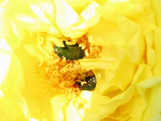 植物 花 花弁 薔薇 写真