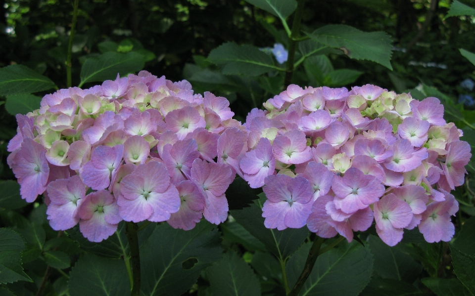 Plant flower petal high