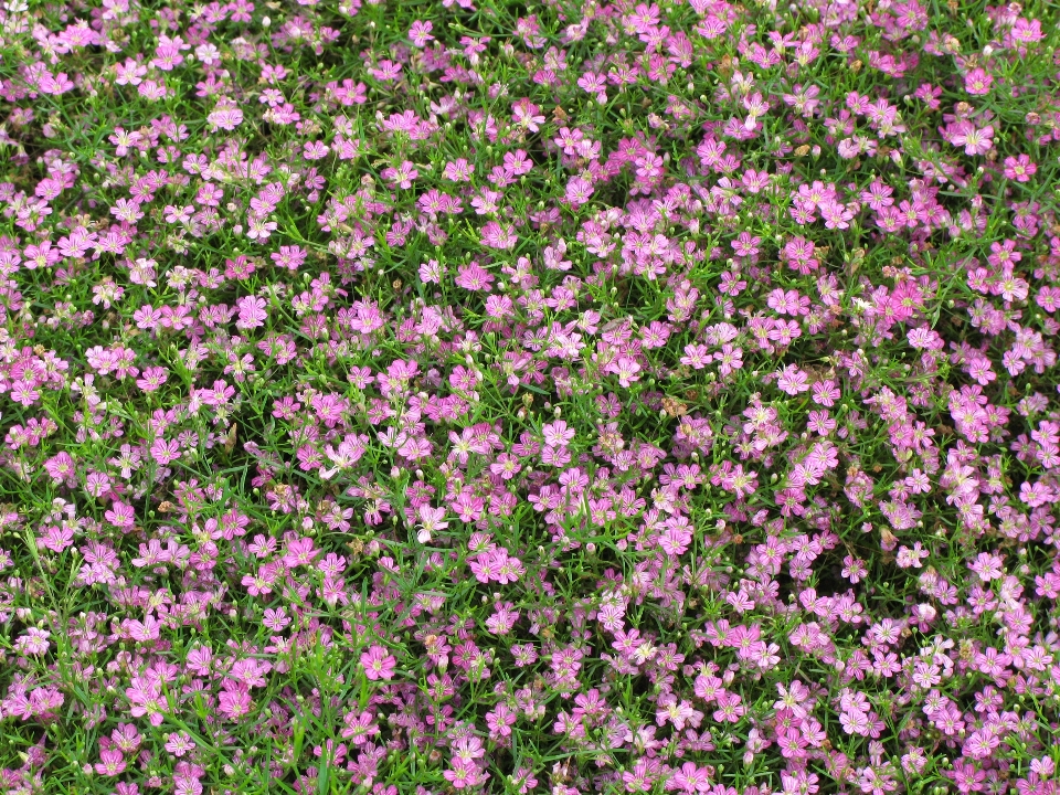 Tanaman bidang padang rumput
 bunga