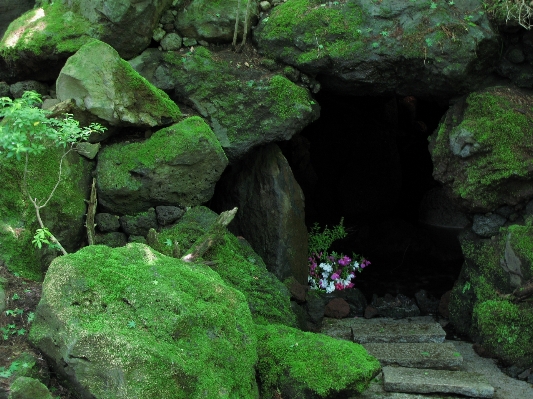 Forest rock flower moss Photo