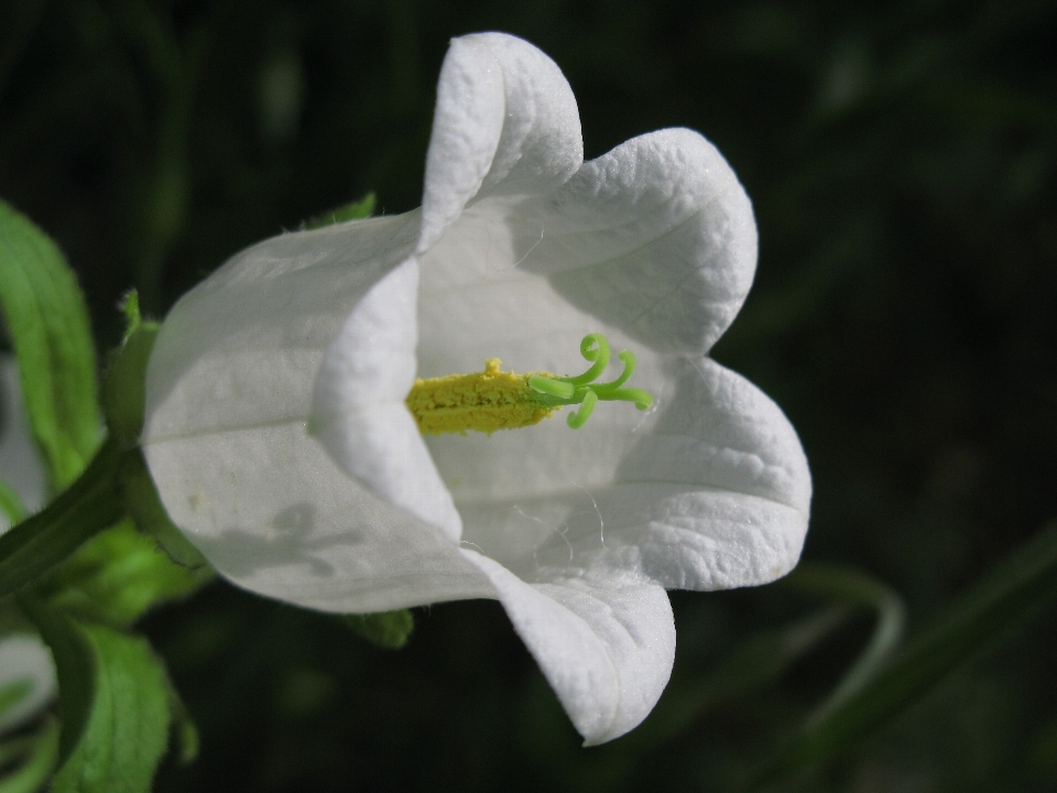 Florescer plantar branco flor