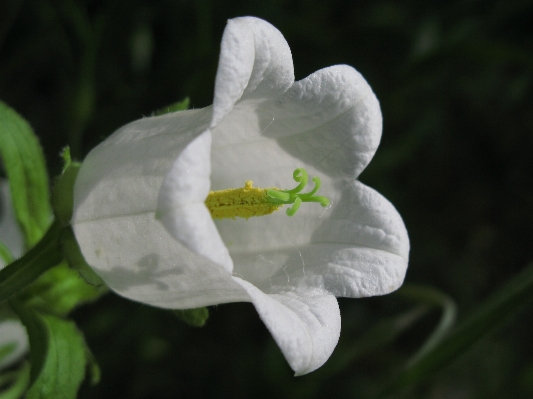 花 植物 白 花弁 写真