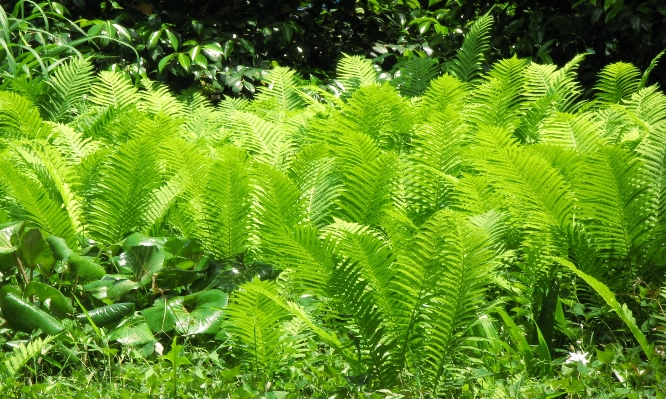 Foto Pianta foglia fiore fogliame